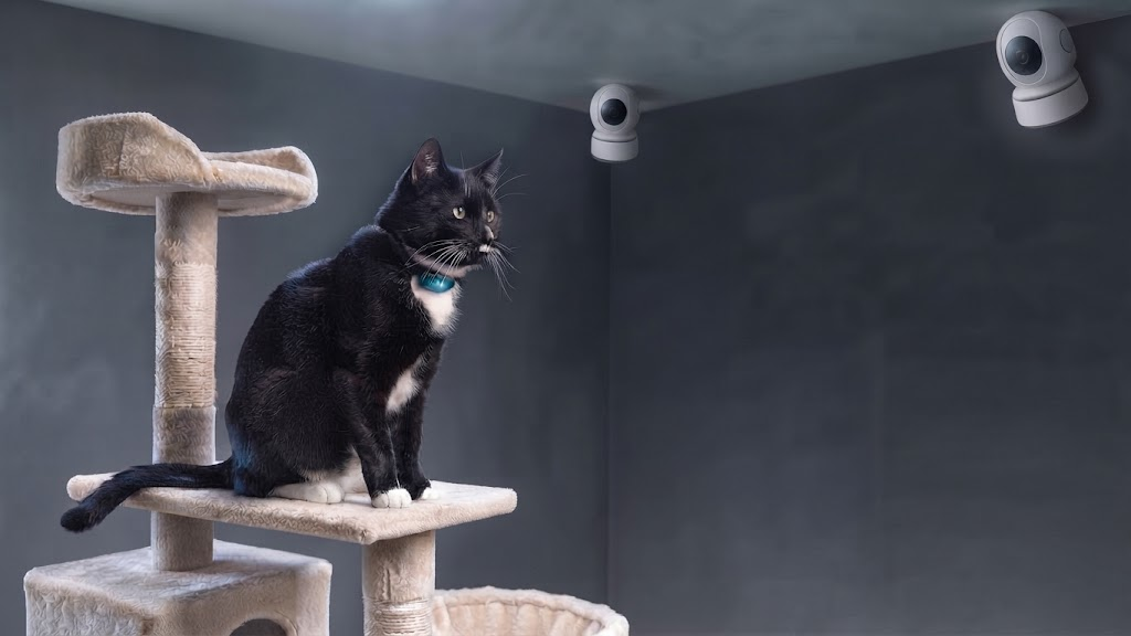 A cat wearing a smart monitoring collar being watched by two ceiling-mounted cameras in a care room