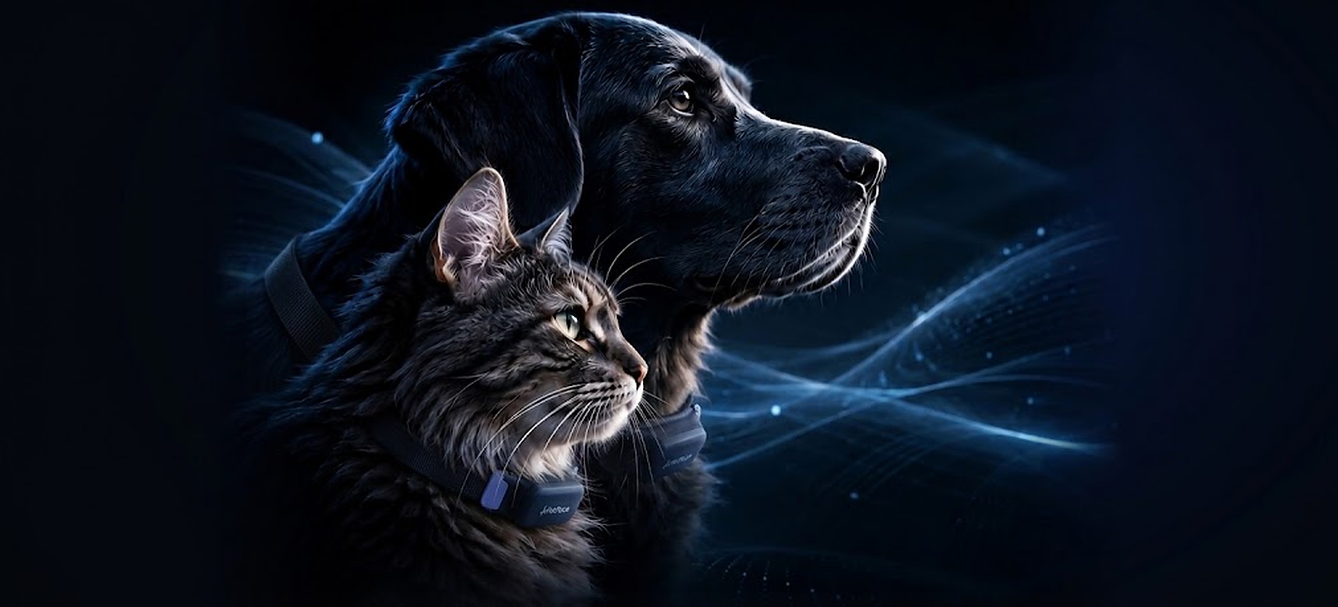 A black Labrador and a Maine Coon mix, both wearing PetPace™ monitoring collars, against a field of moving data